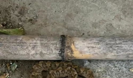 五步蛇咬人视频,紧急救援纪实