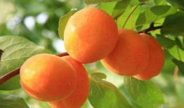 杏吧视频,揭秘热门短视频背后的故事与魅力